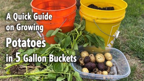 haugen potato buckets